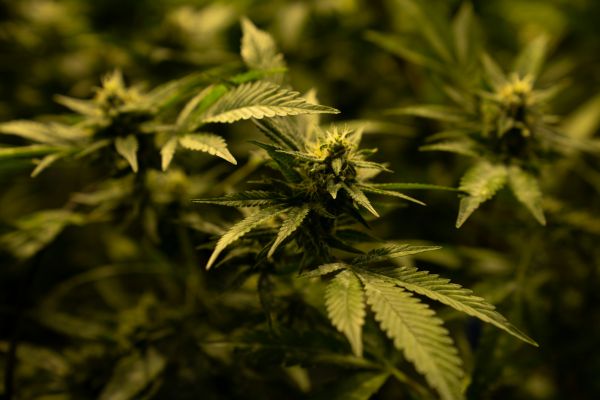 Top avantages du pollen CBD pour favoriser la détente